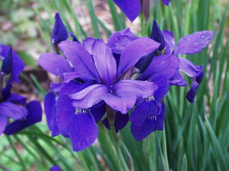 Iris sibirica ‘Caesar’s Brother’ - thumbnail 2