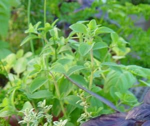 Origanum vulgare