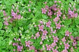 Sedum spurium ‘John Creech’ - thumbnail 2