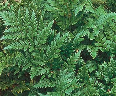 Polystichum tsus-simense (Korean Rock Fern) - thumbnail 3