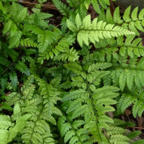 Polystichum tsus-simense (Korean Rock Fern)