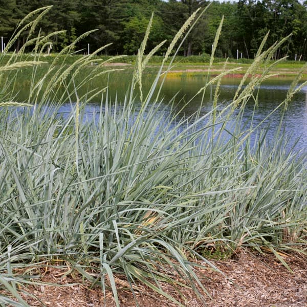 Leymus arenarius (European Dune Grass)