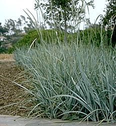 Leymus arenarius (European Dune Grass) - thumbnail 3