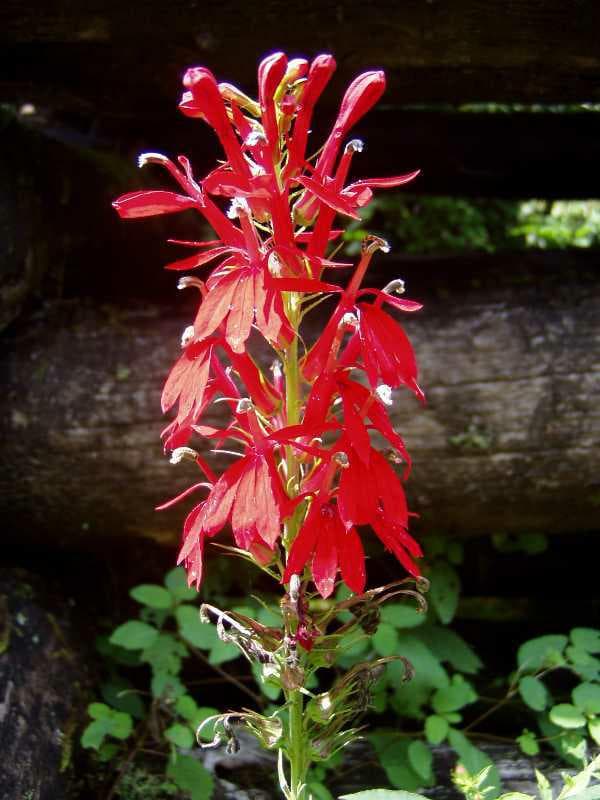 Lobelia cardinalis (Cardinal Flower) - thumbnail 2
