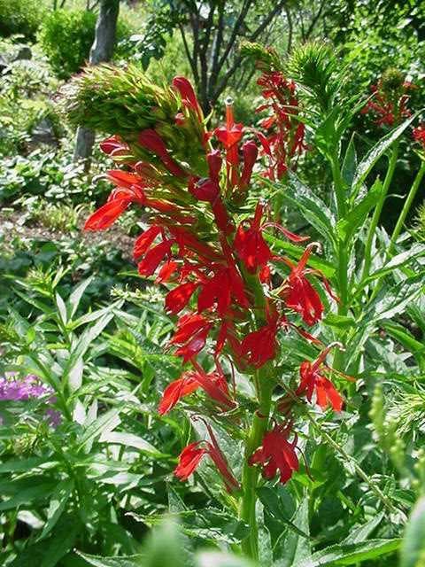 Lobelia cardinalis (Cardinal Flower) - thumbnail 3