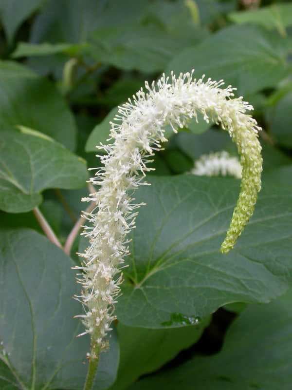 Saururus cernuus (Lizard’s Tail)