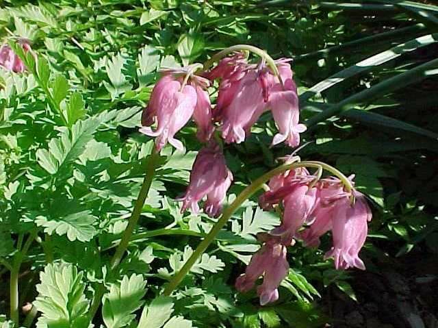Dicentra formosa ‘Luxuriant’ (Pacific Bleeding Hearts) - thumbnail 2