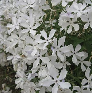 Phlox divaricata ‘May Breeze’ - thumbnail 2