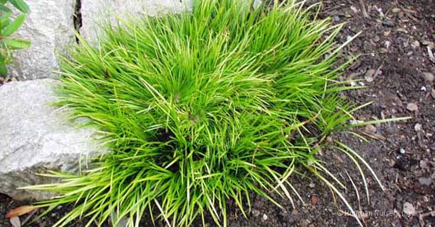 Acorus gramineus ‘Minimus Aureus’ (Dwarf Golden Sweet Flag) - thumbnail 2
