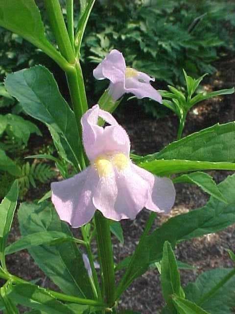 Mimulus ringens (Allegheny Monkey Flower) - thumbnail 3