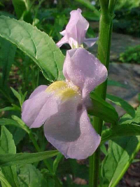 Mimulus ringens (Allegheny Monkey Flower) - thumbnail 2