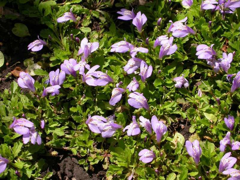 Mazus reptans (Creeping Mazus) - thumbnail 2