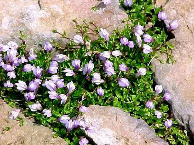 Mazus reptans (Creeping Mazus)