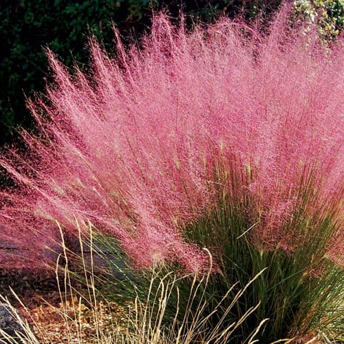 Muhlenbergia capillaris (Pink Muhly Grass)