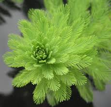 Myriophyllum aquaticum (Parrot’s Feather) - thumbnail 2