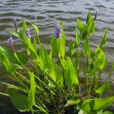 Pontederia cordata (Pickerel Weed) - thumbnail 3