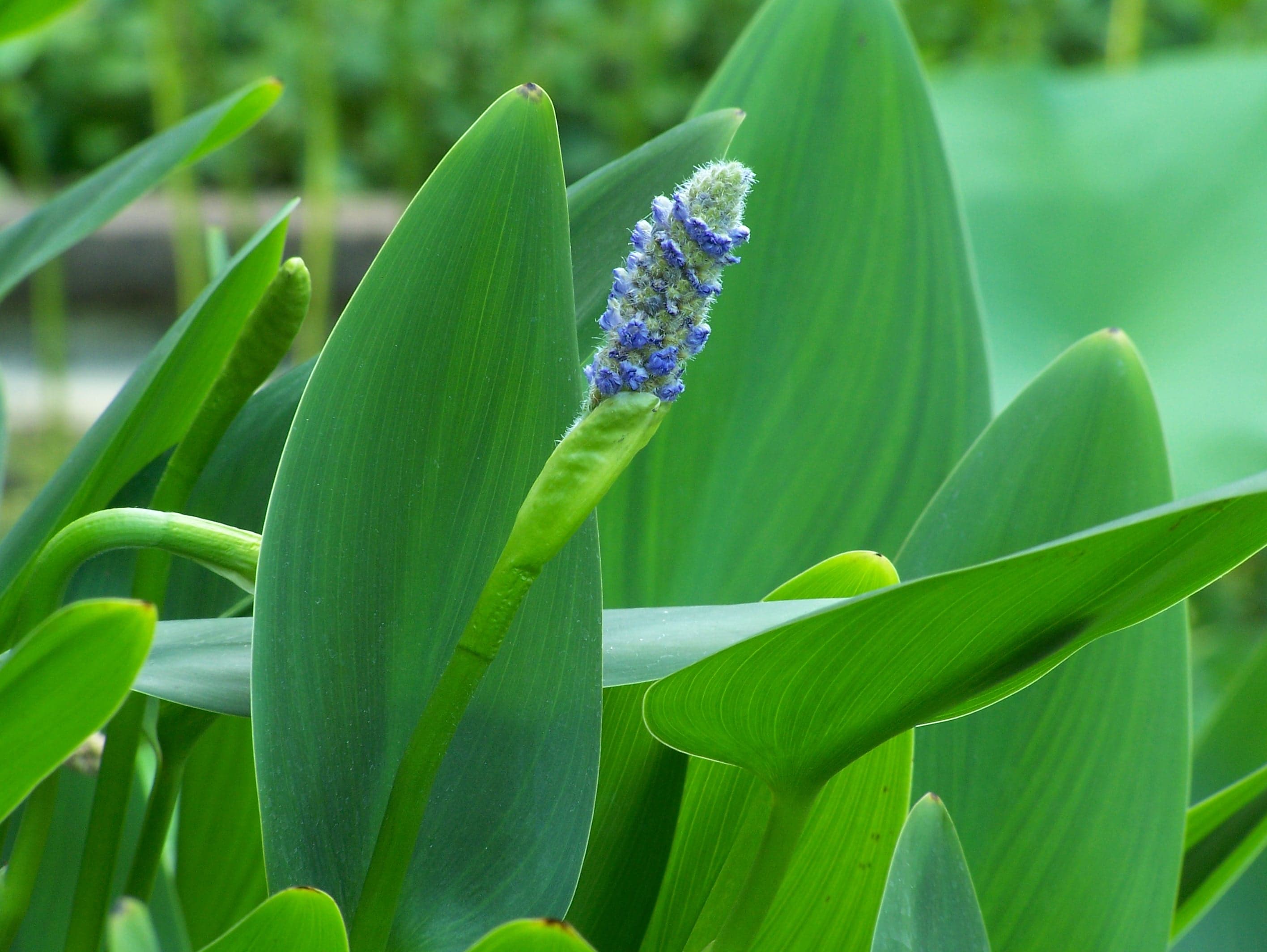 Pontederia cordata (Pickerel Weed) - thumbnail 2