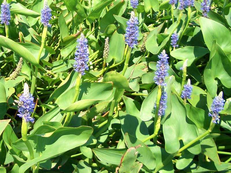 Pontederia cordata (Pickerel Weed)