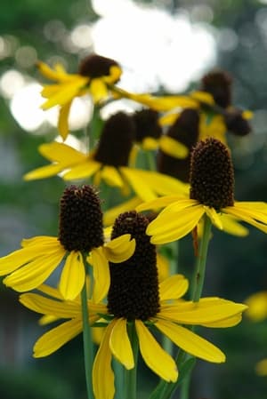 Rudbeckia maxima (Giant Coneflower) - thumbnail 2