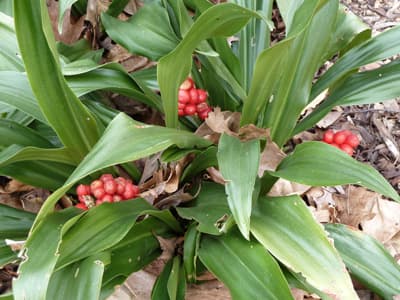 Rohdea japonica (Japanese Sacred Lily) - thumbnail 2