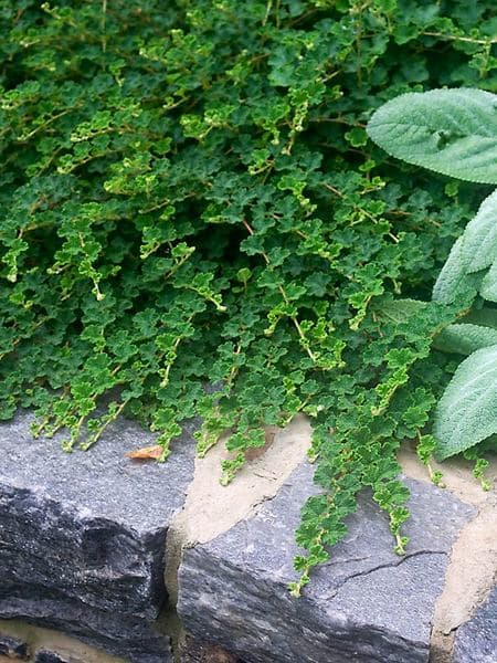 Rubus calycinoides (Creeping Raspberry) - thumbnail 2
