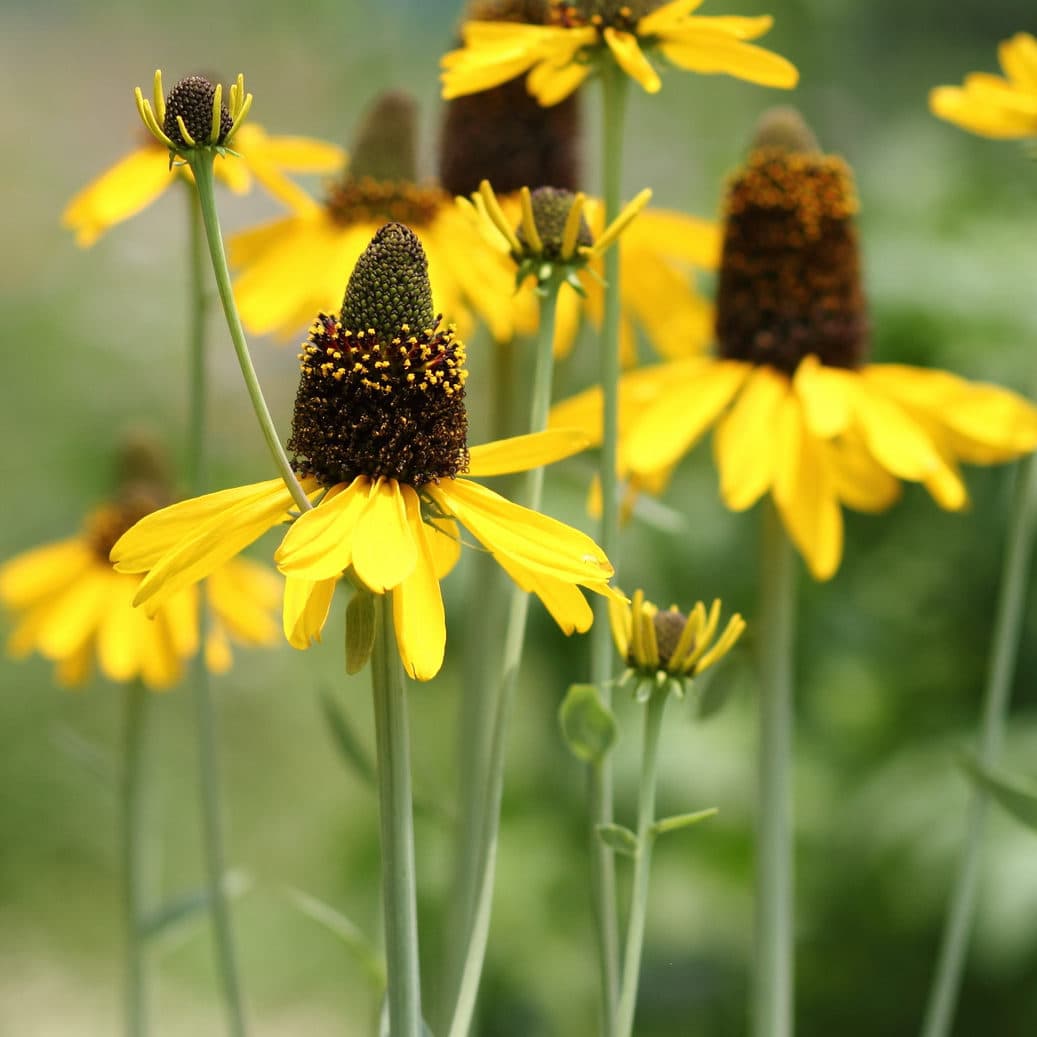Rudbeckia maxima (Giant Coneflower)