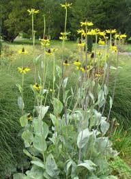 Rudbeckia maxima (Giant Coneflower) - thumbnail 3
