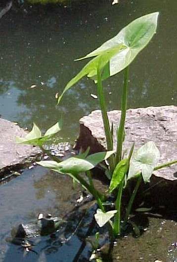 Sagittaria latifolia (Arrowhead) - thumbnail 3