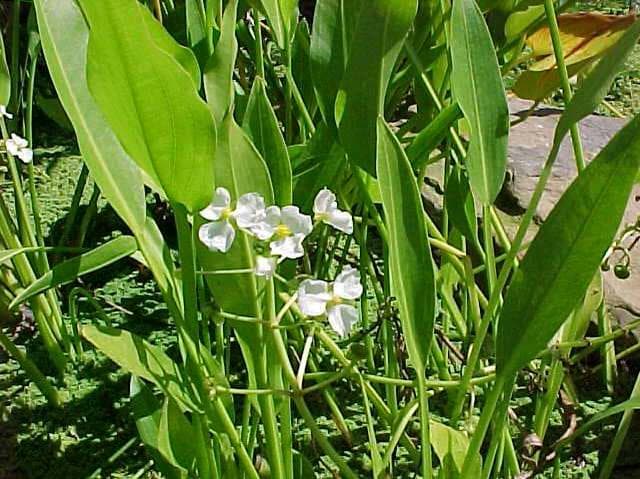 Sagittaria latifolia (Arrowhead) - thumbnail 2
