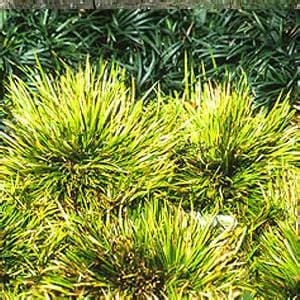 Acorus gramineus ‘Minimus Aureus’ (Dwarf Golden Sweet Flag) - thumbnail 3