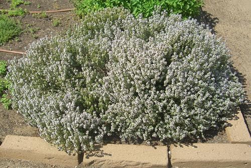 Thymus vulgaris (Common Thyme) - thumbnail 3