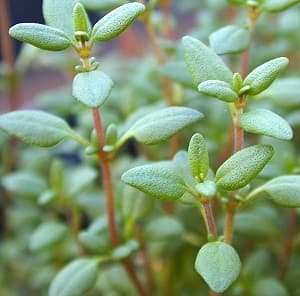 Thymus vulgaris (Common Thyme) - thumbnail 2