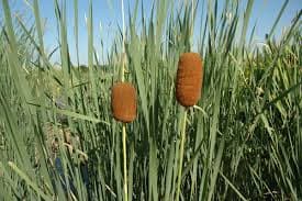 Typha laxmannii (Graceful Cattail) - thumbnail 2