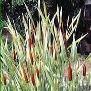 Typha latifolia ‘Variegata’ (Variegated Cattail)