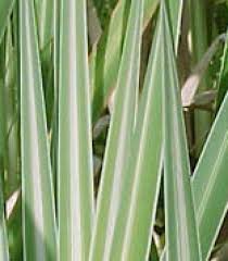Typha latifolia ‘Variegata’ (Variegated Cattail) - thumbnail 2