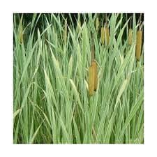Typha latifolia ‘Variegata’ (Variegated Cattail) - thumbnail 3