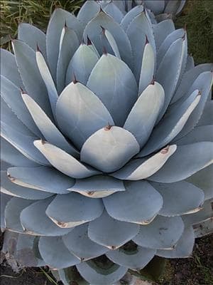 Agave parryi var. truncata - thumbnail 3