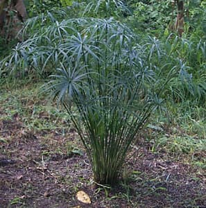 Cyperus alternifolius (Umbrella Sedge) - thumbnail 3