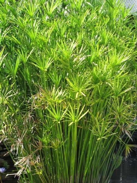 Cyperus alternifolius (Umbrella Sedge) - thumbnail 2