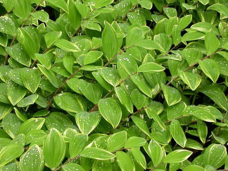 Polygonatum odoratum var. pluriflorum ‘Variegatum’ (Variegated Solomon’s Seal) - thumbnail 3