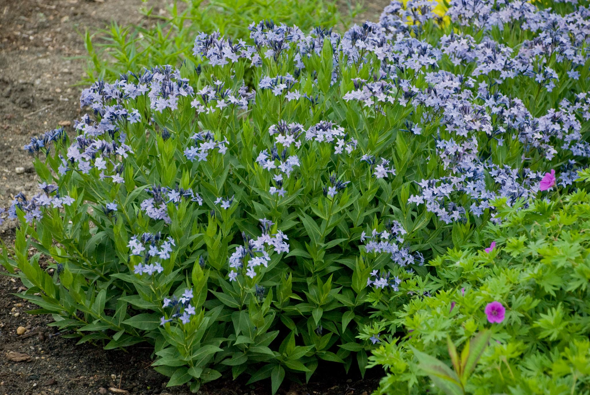 Amsonia ‘Blue Ice’ - thumbnail 2