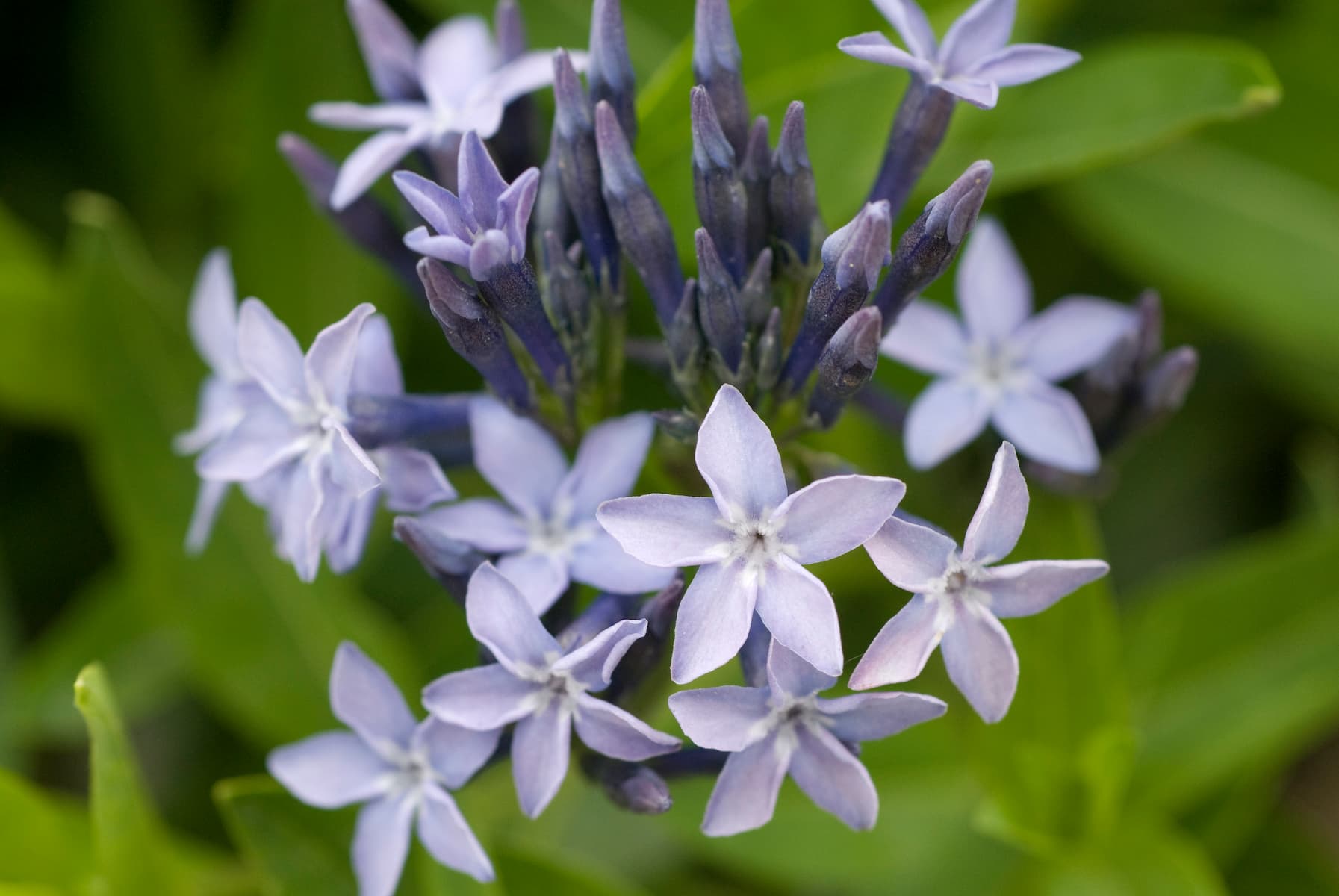 Amsonia ‘Blue Ice’
