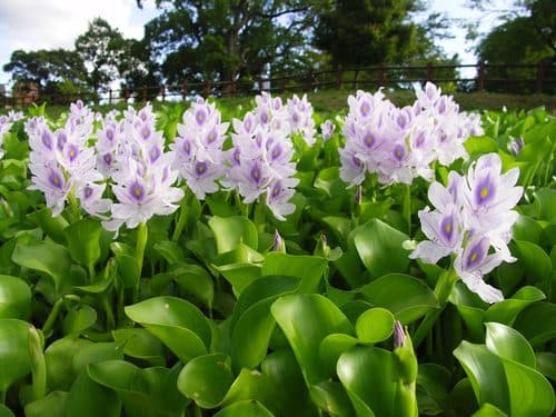 Eichhornia crassipes (Water Hyacinth) - thumbnail 2