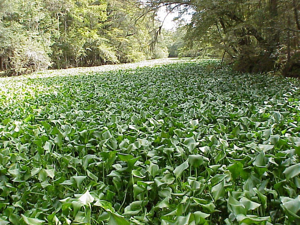 Eichhornia crassipes (Water Hyacinth) - thumbnail 3
