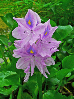 Eichhornia crassipes (Water Hyacinth)