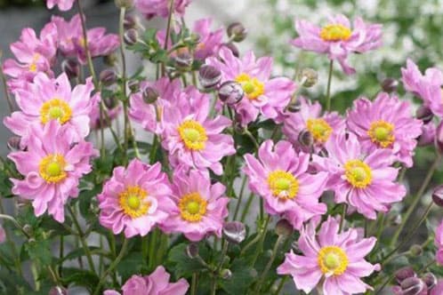 Anemone hupehensis ‘Pocahontas’ - thumbnail 2