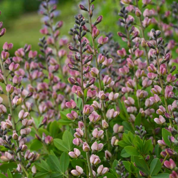 Baptisia Decadence® Deluxe ‘Pink Truffles’