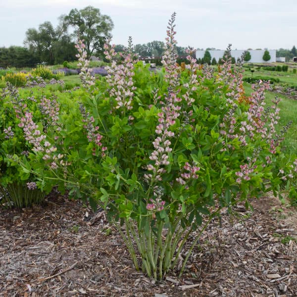 Baptisia Decadence® Deluxe  ‘Pink Truffles’ - thumbnail 2