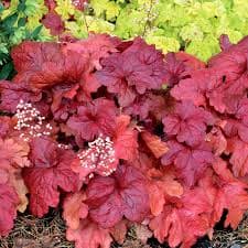 Heuchera ‘Fire Alarm’