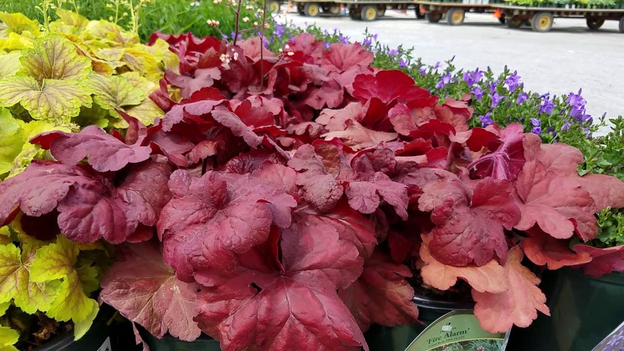 Heuchera  ‘Fire Alarm’ - thumbnail 2